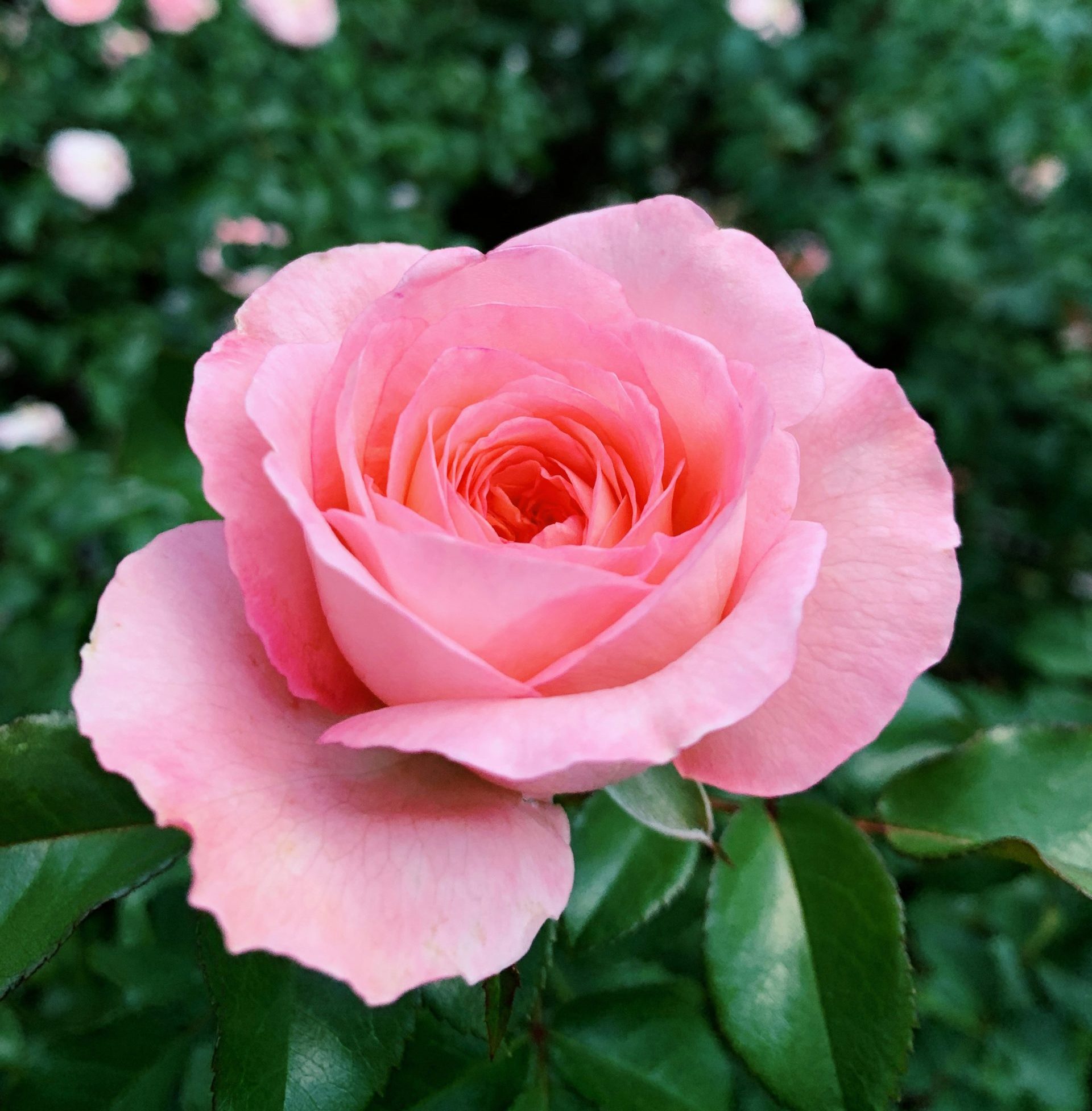 max-berger-gB8ImYoX6fU-unsplash